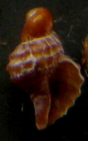 Ocinebrina o muricopsis?